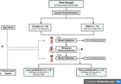 Influence of age and fitness level on immune responses of T and NK cells in healthy physically active subjects after strenuous aerobic exercise: a cross-sectional study